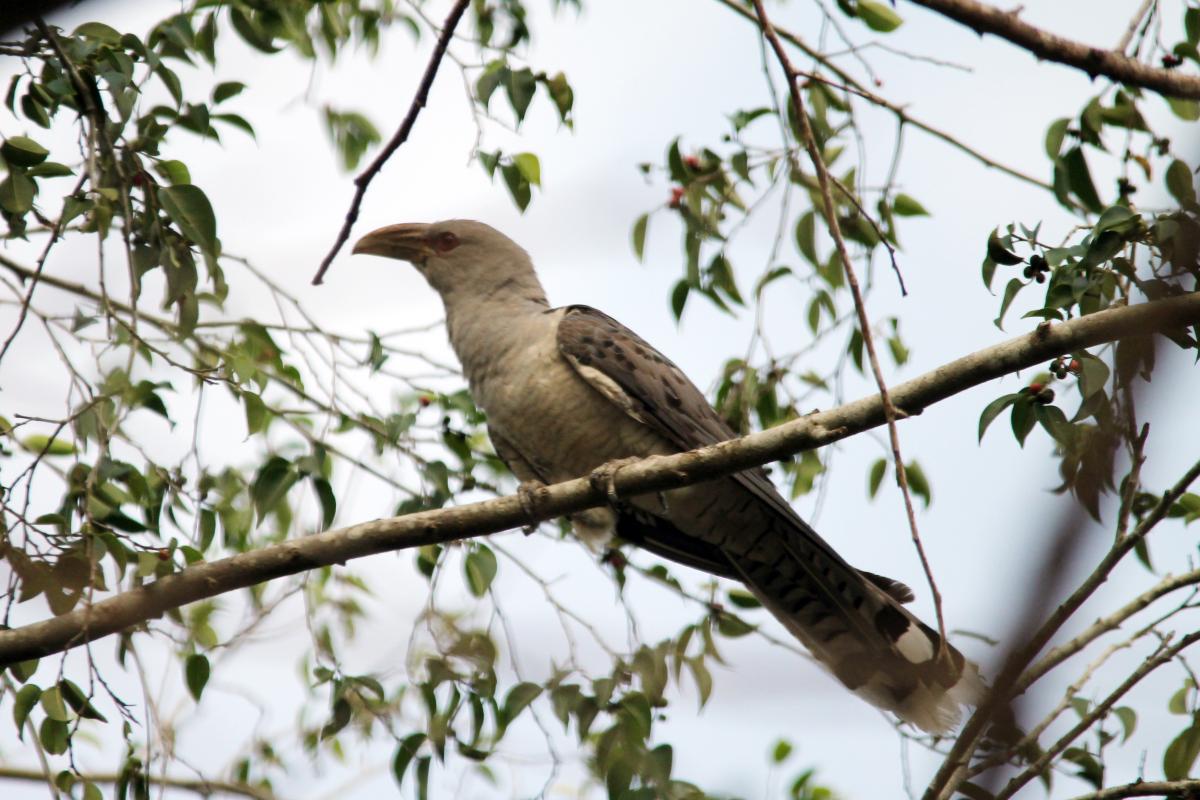 Channel-billed Cuckoo (Scythrops novaehollandiae)