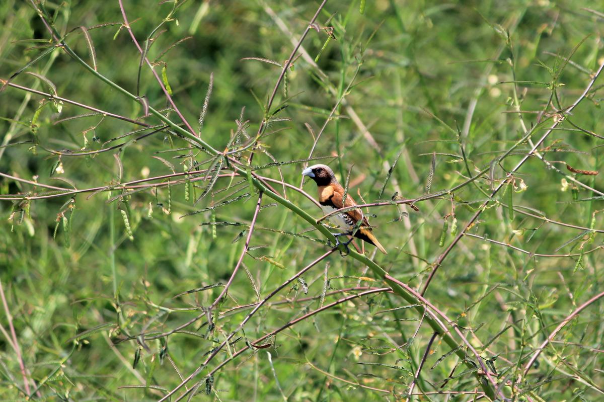 Chestnut-breasted Mannikin (Lonchura castaneothorax)