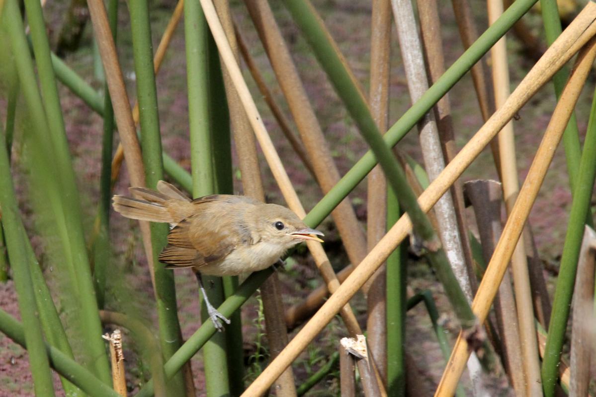 Clamorous Reed Warbler (Acrocephalus stentoreus)