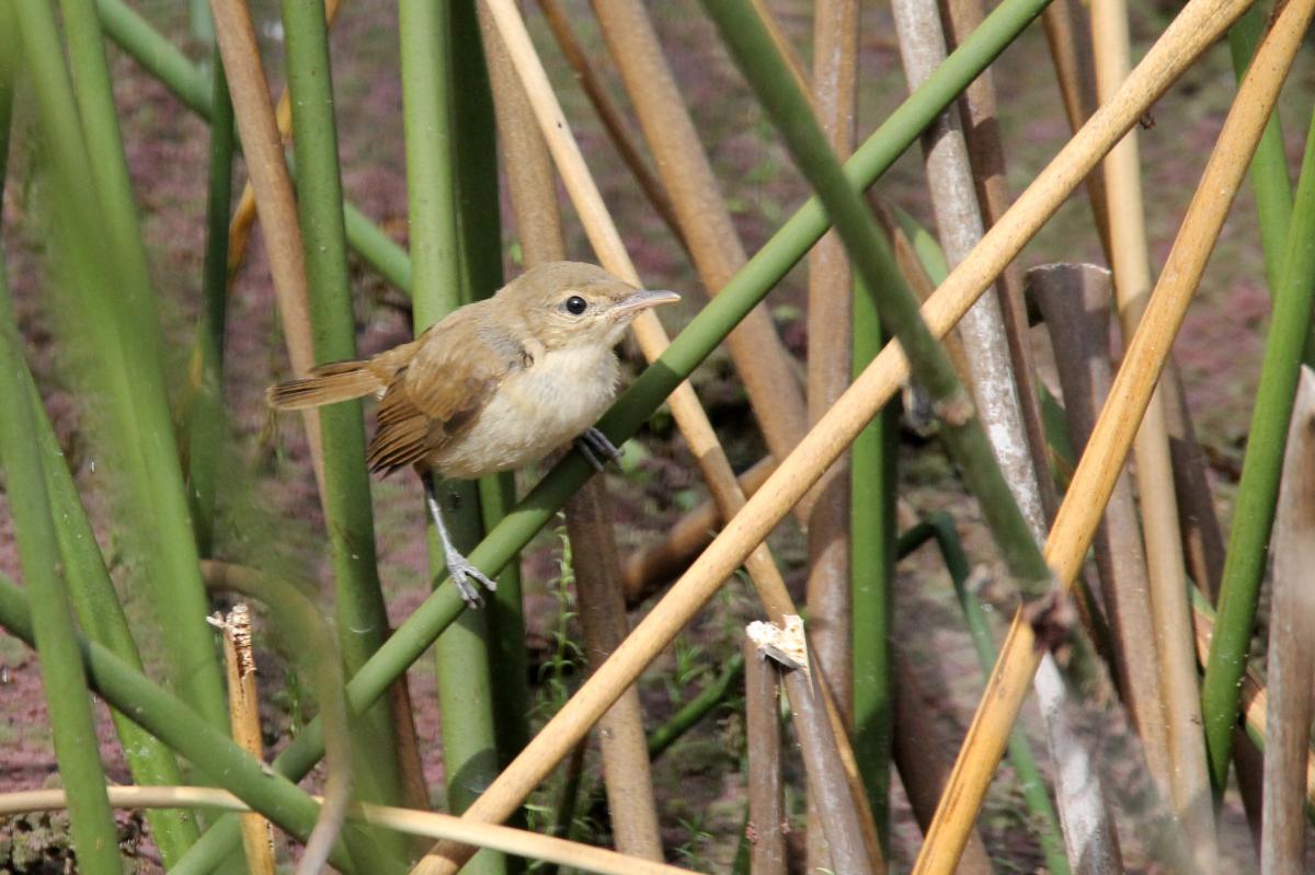 Clamorous Reed Warbler (Acrocephalus stentoreus)