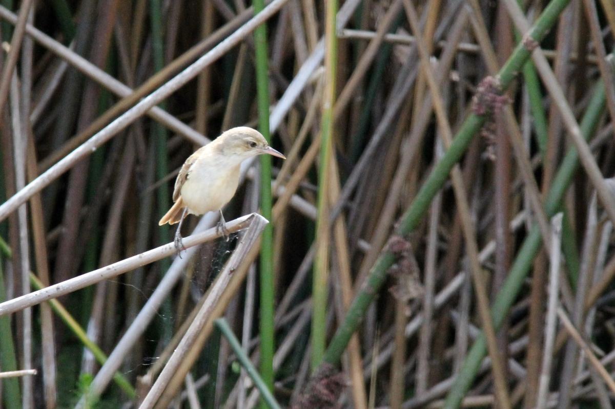 Clamorous Reed Warbler (Acrocephalus stentoreus)