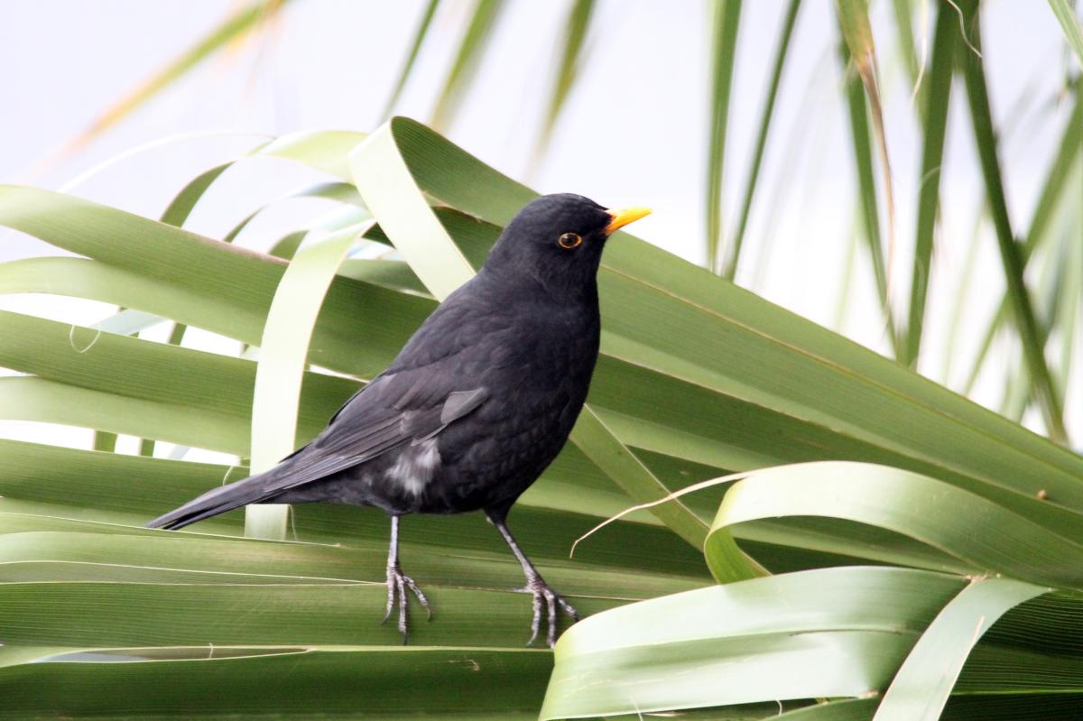 Common Blackbird (Turdus merula)