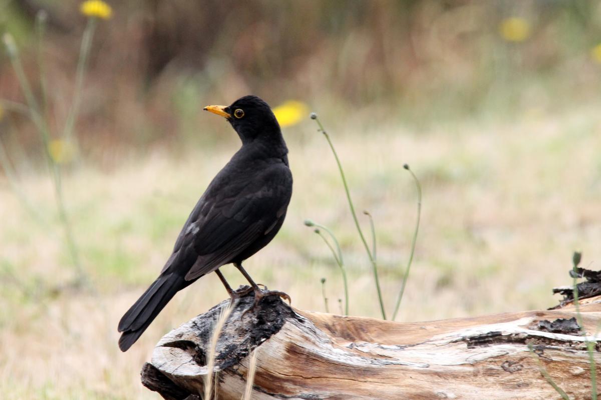 Common Blackbird (Turdus merula)