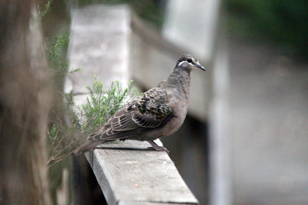 Common Bronzewing (Phaps chalcoptera)