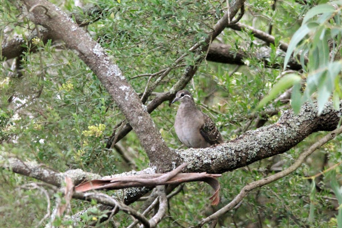 Common Bronzewing (Phaps chalcoptera)