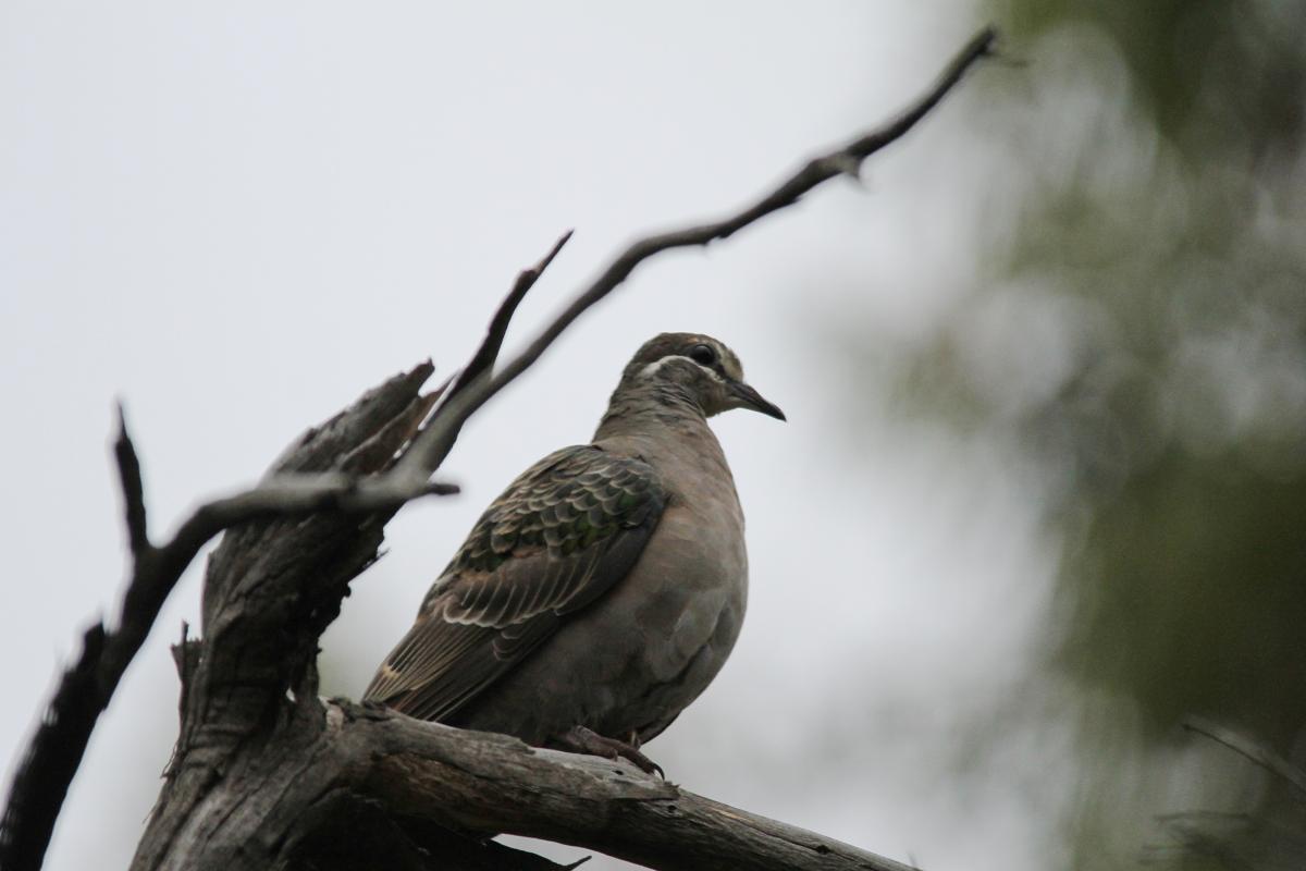 Common Bronzewing (Phaps chalcoptera)