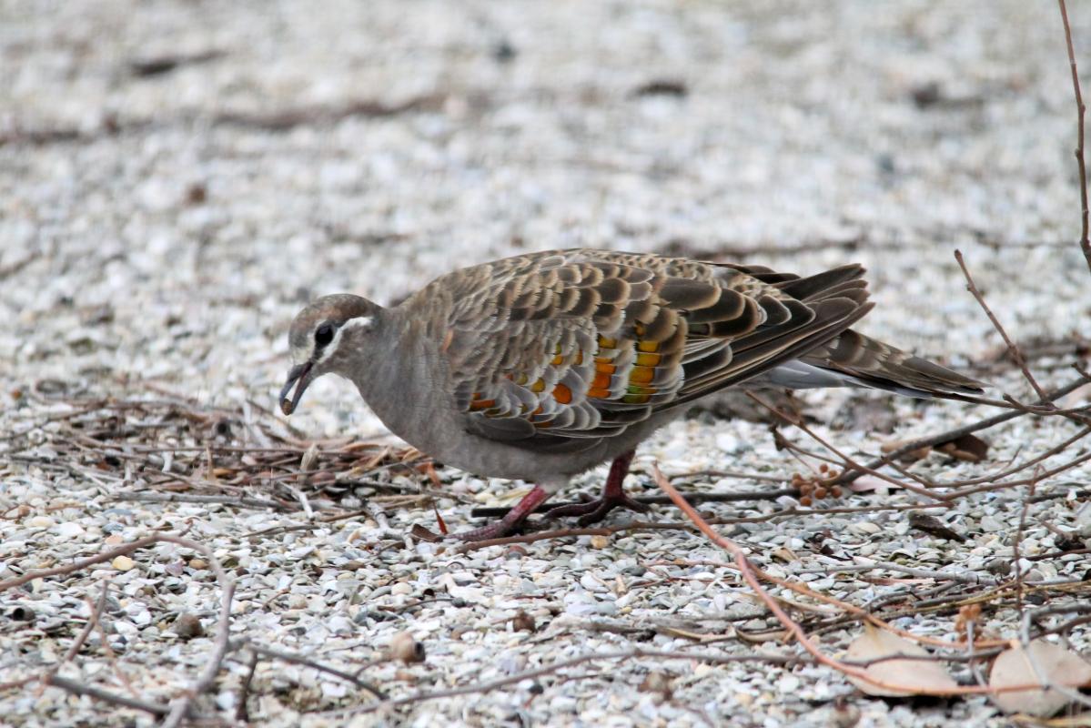 Common Bronzewing (Phaps chalcoptera)