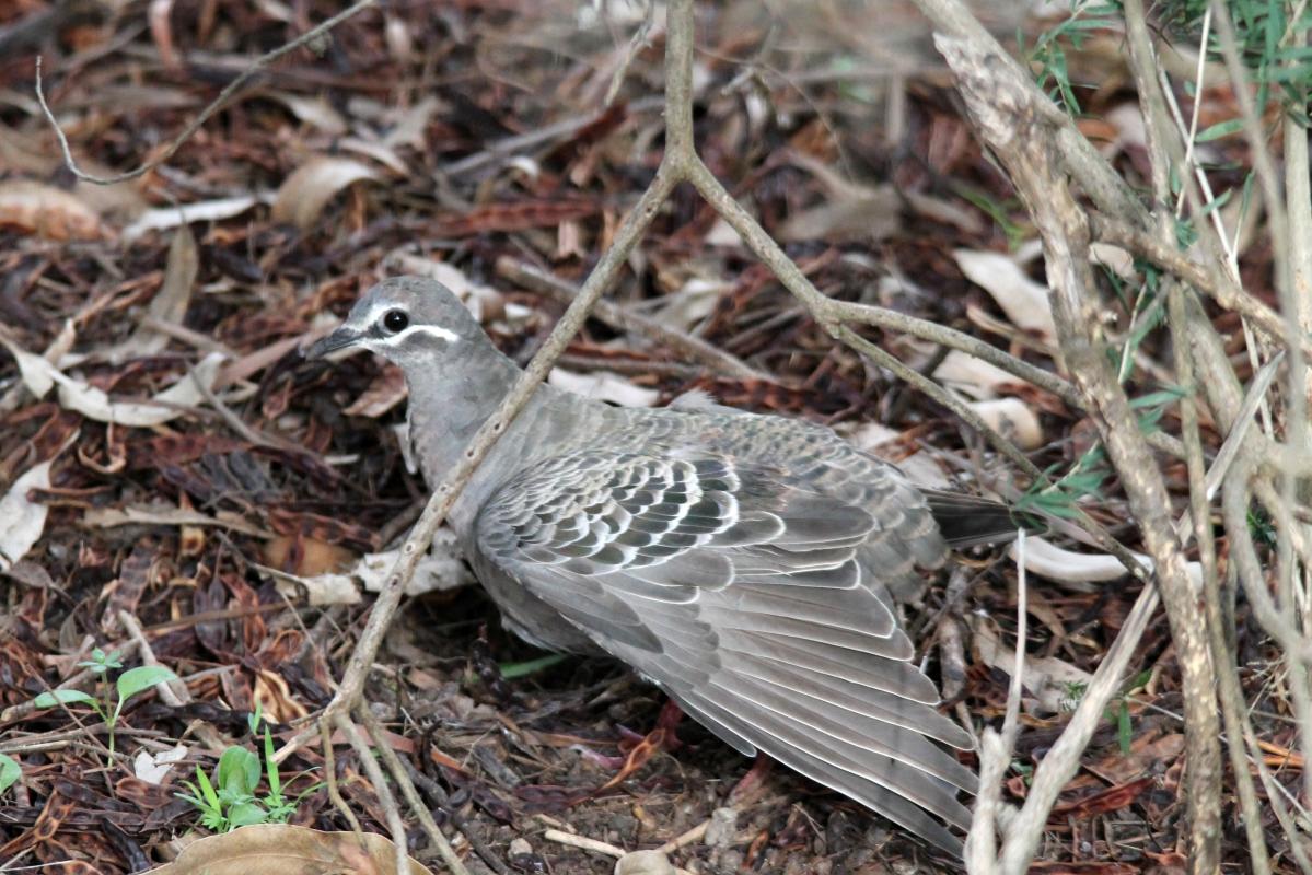 Common Bronzewing (Phaps chalcoptera)