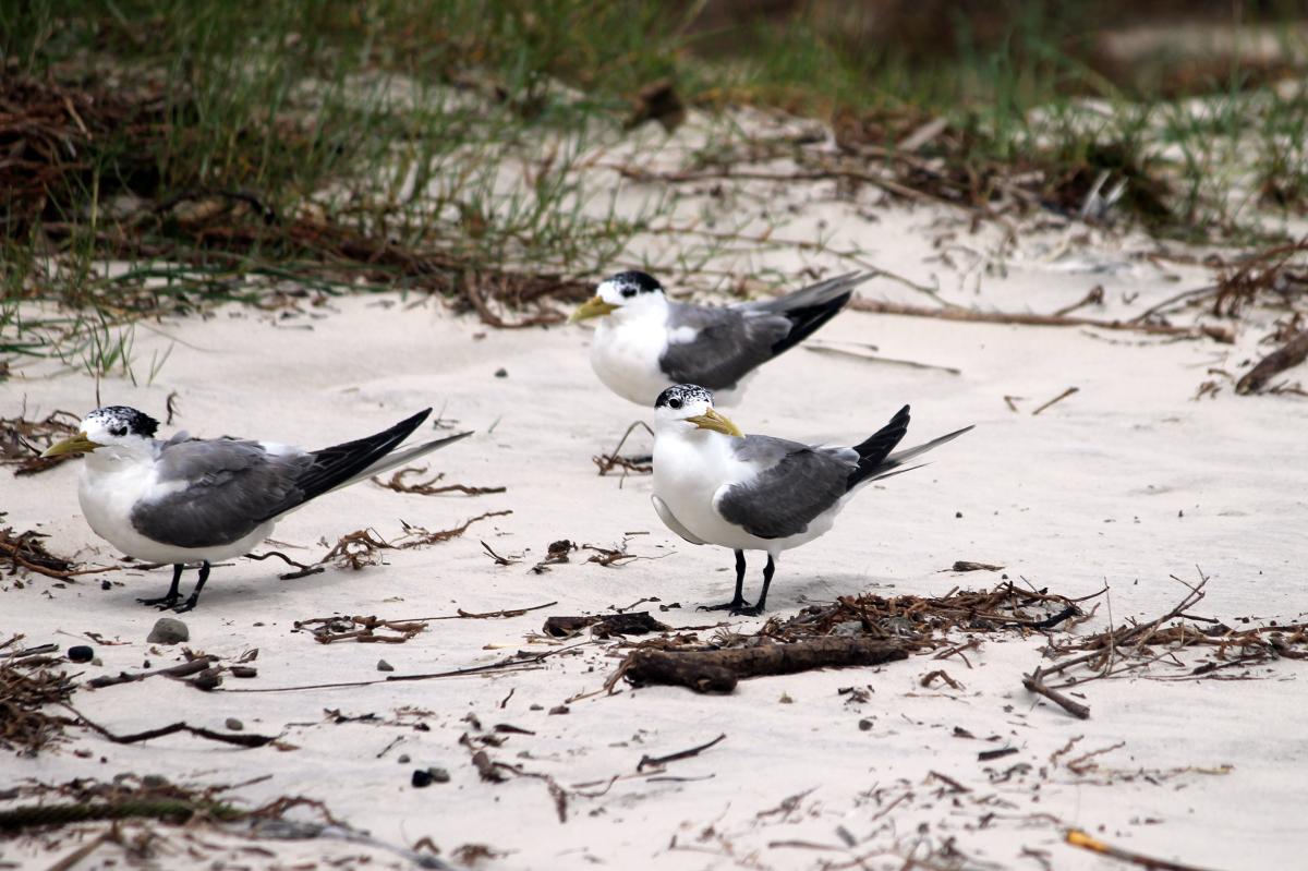 Greater Crested Tern (Thalasseus bergii)