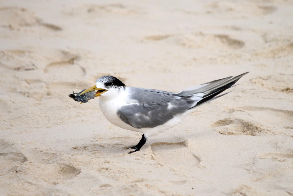 Greater Crested Tern (Thalasseus bergii)