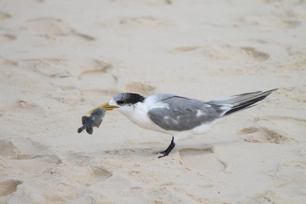 Greater Crested Tern (Thalasseus bergii)