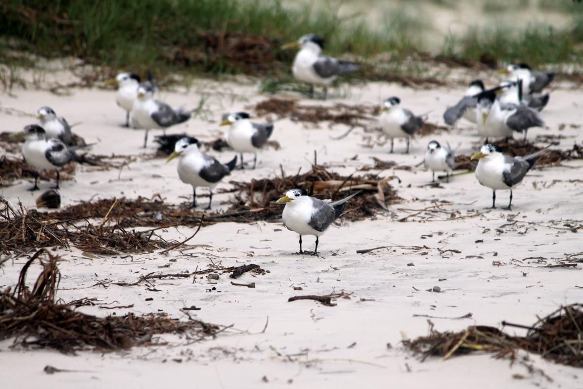 Greater Crested Tern (Thalasseus bergii)