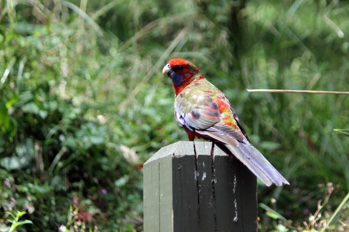 Crimson Rosella (Platycercus elegans)