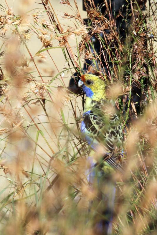 Crimson Rosella (Platycercus elegans)