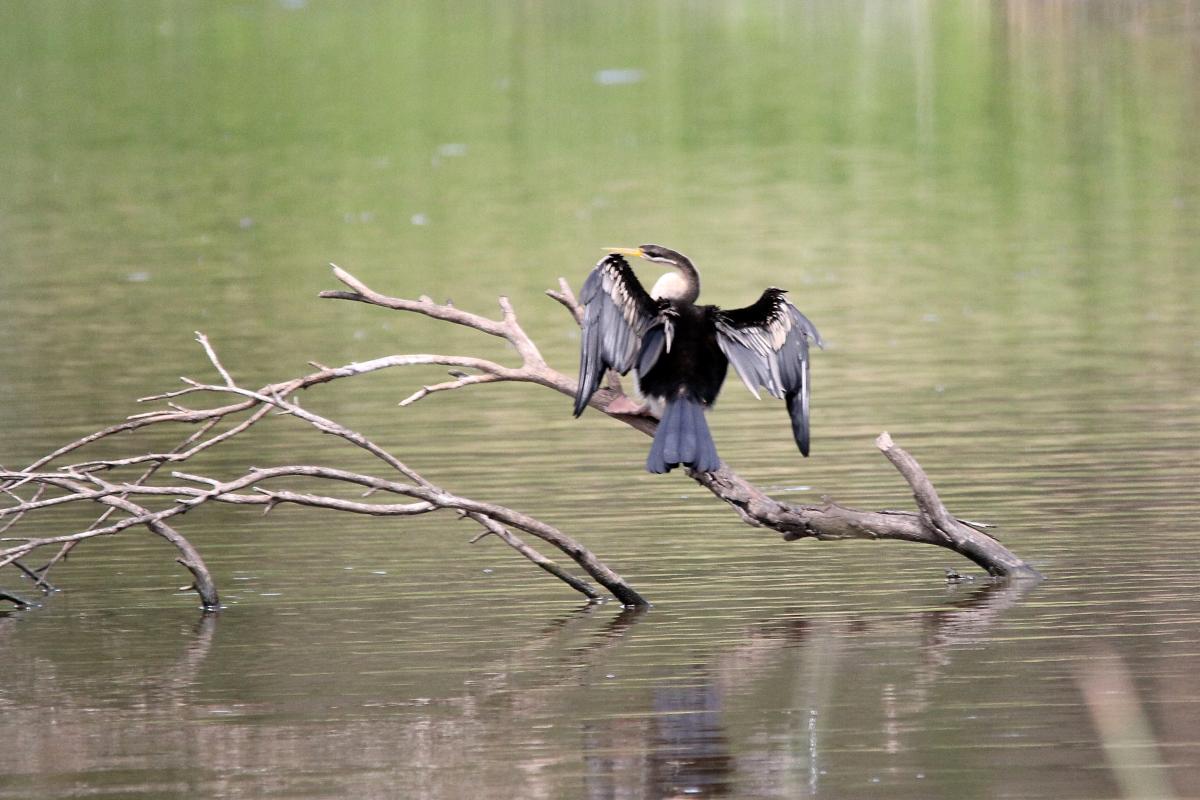 Darter (Anhinga novaehollandiae)