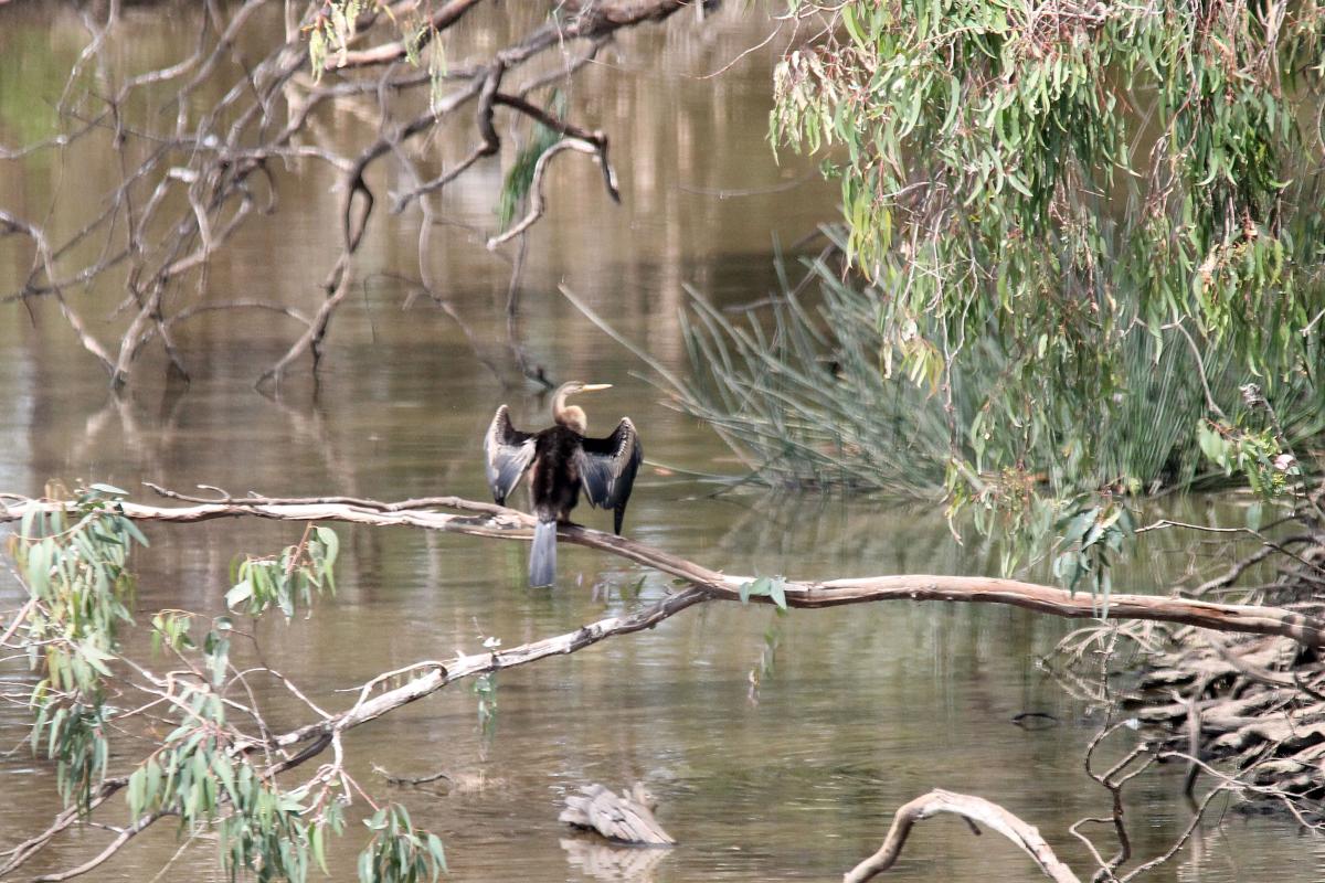 Darter (Anhinga novaehollandiae)