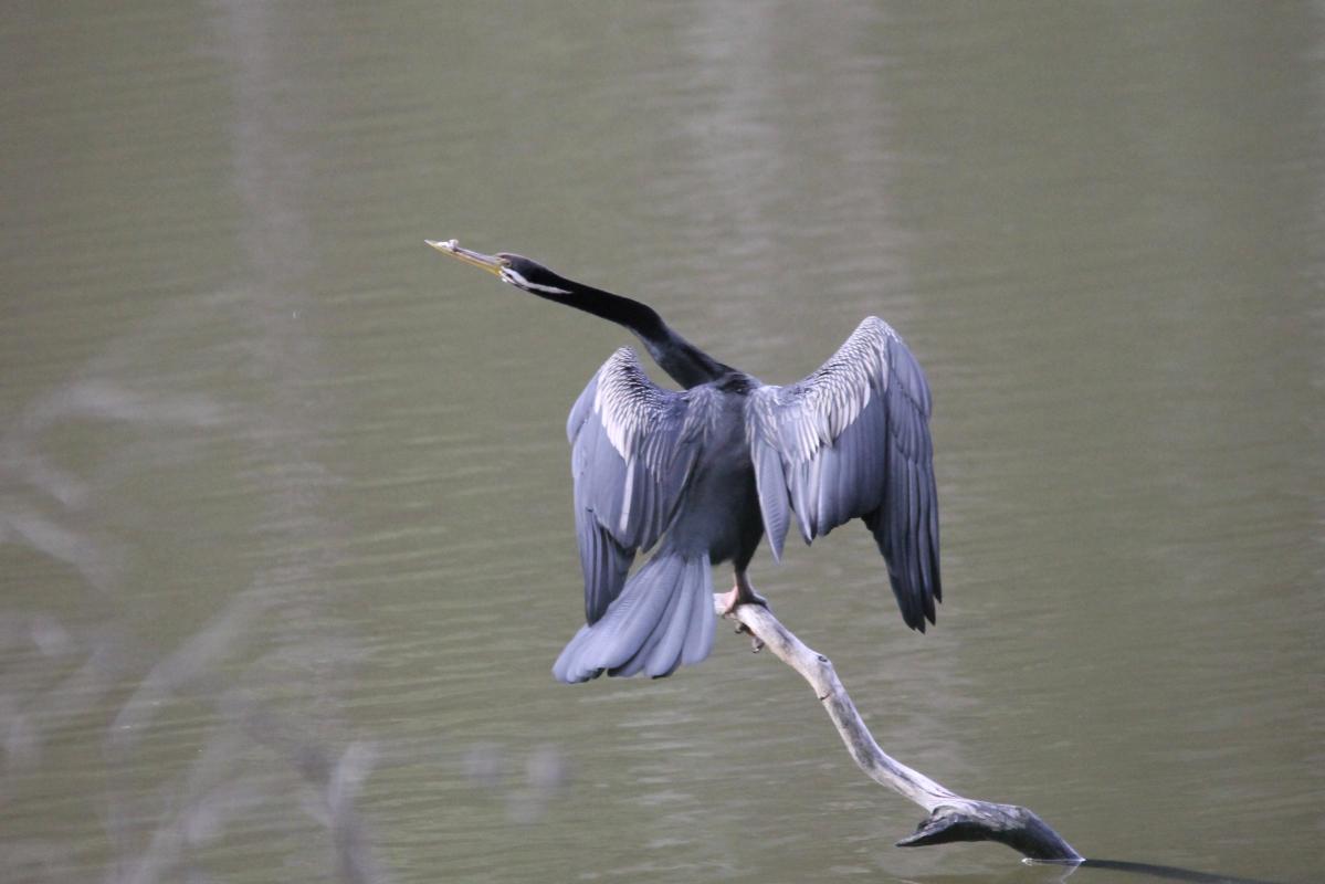 Darter (Anhinga novaehollandiae)