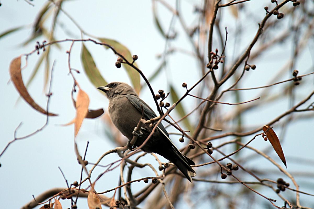 Dusky Woodswallow (Artamus cyanopterus)