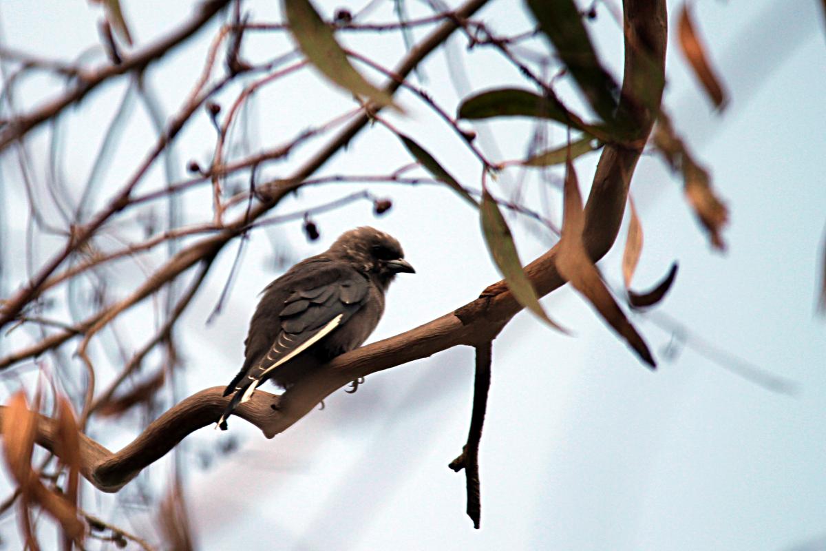 Dusky Woodswallow (Artamus cyanopterus)