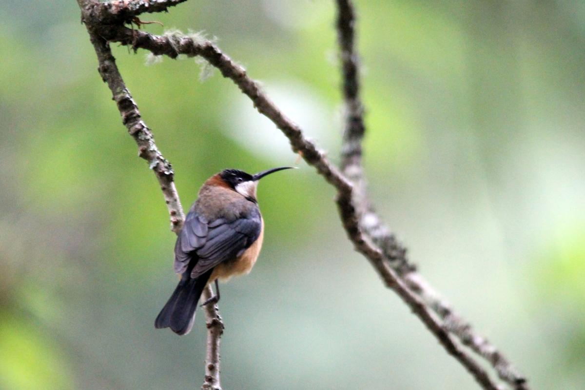 Eastern Spinebill (Acanthorhynchus tenuirostris)