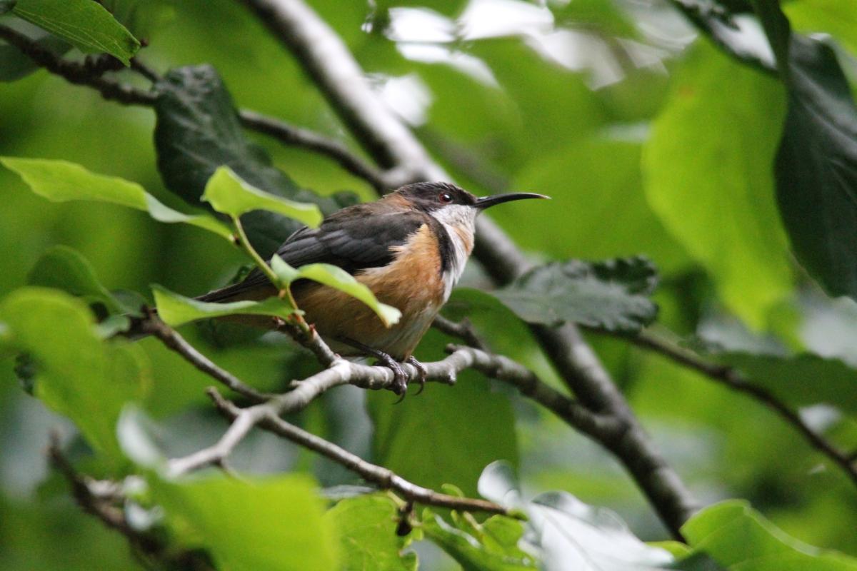 Eastern Spinebill (Acanthorhynchus tenuirostris)