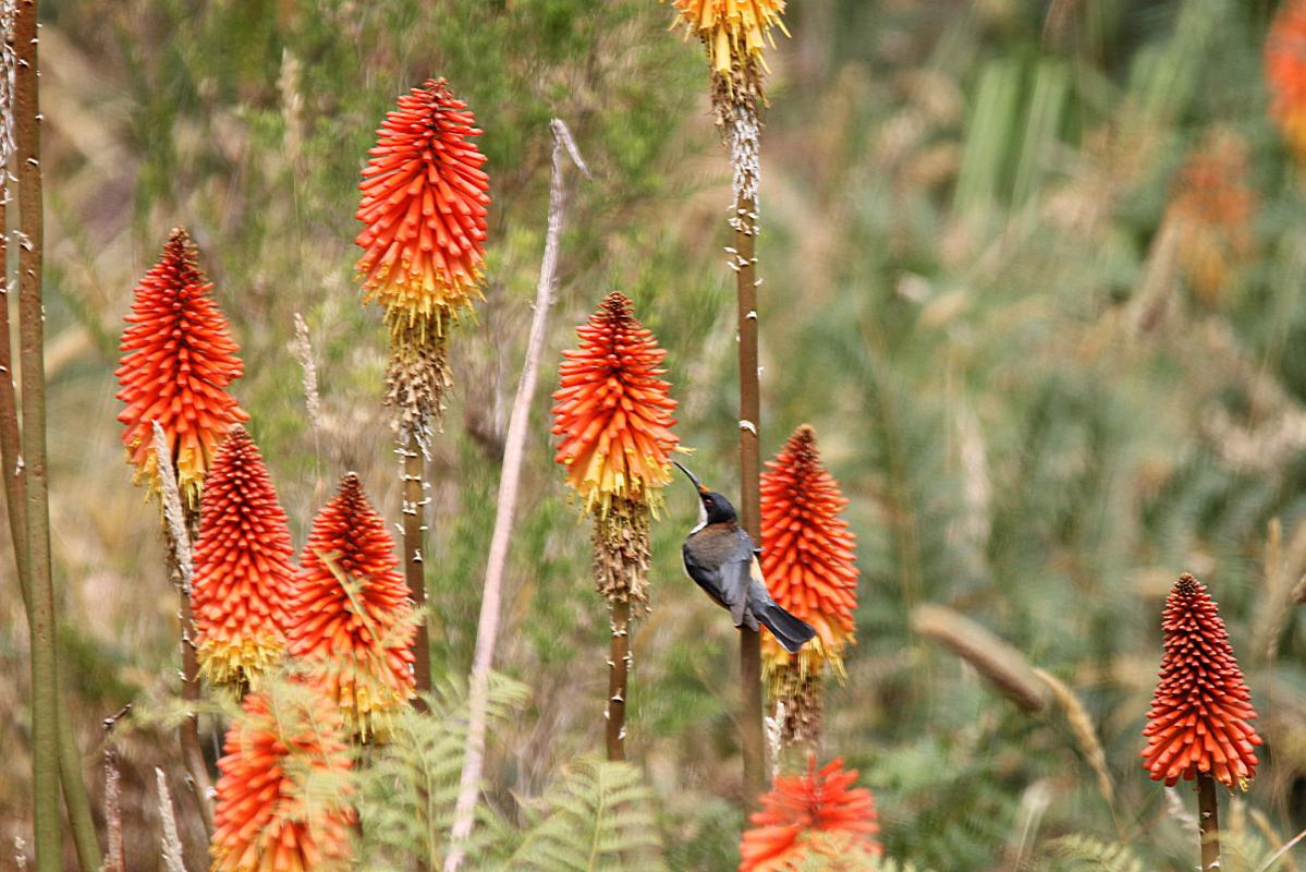 Eastern Spinebill (Acanthorhynchus tenuirostris)