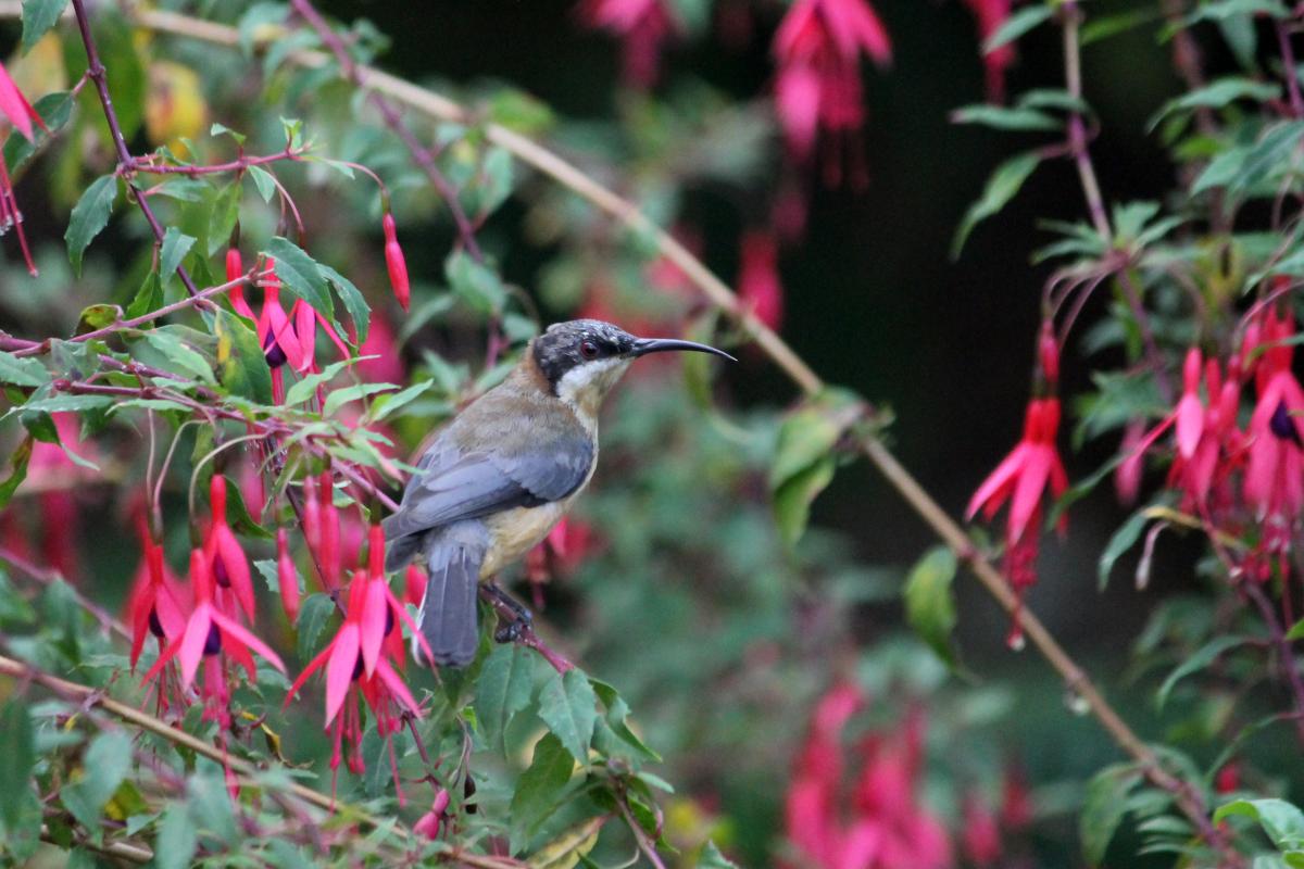 Eastern Spinebill (Acanthorhynchus tenuirostris)