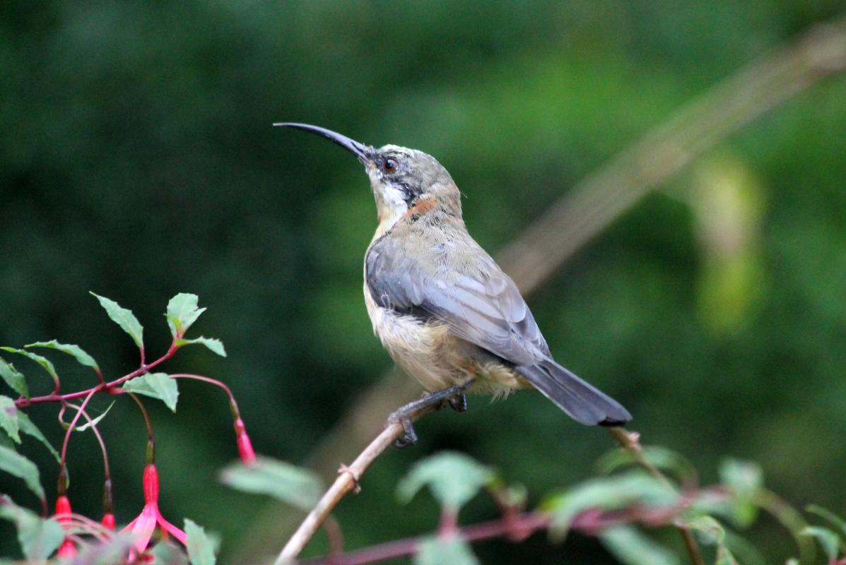 Eastern Spinebill (Acanthorhynchus tenuirostris)