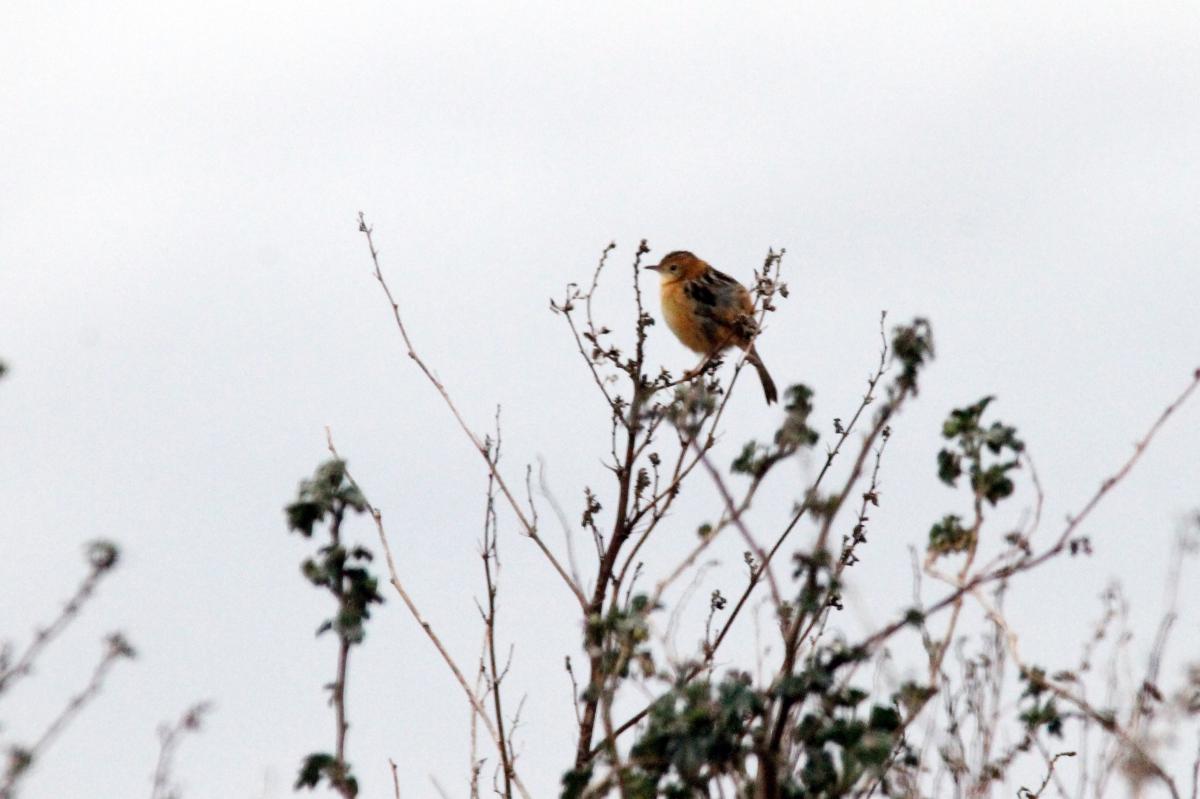 Golden-headed Cisticola (Cisticola exilis)