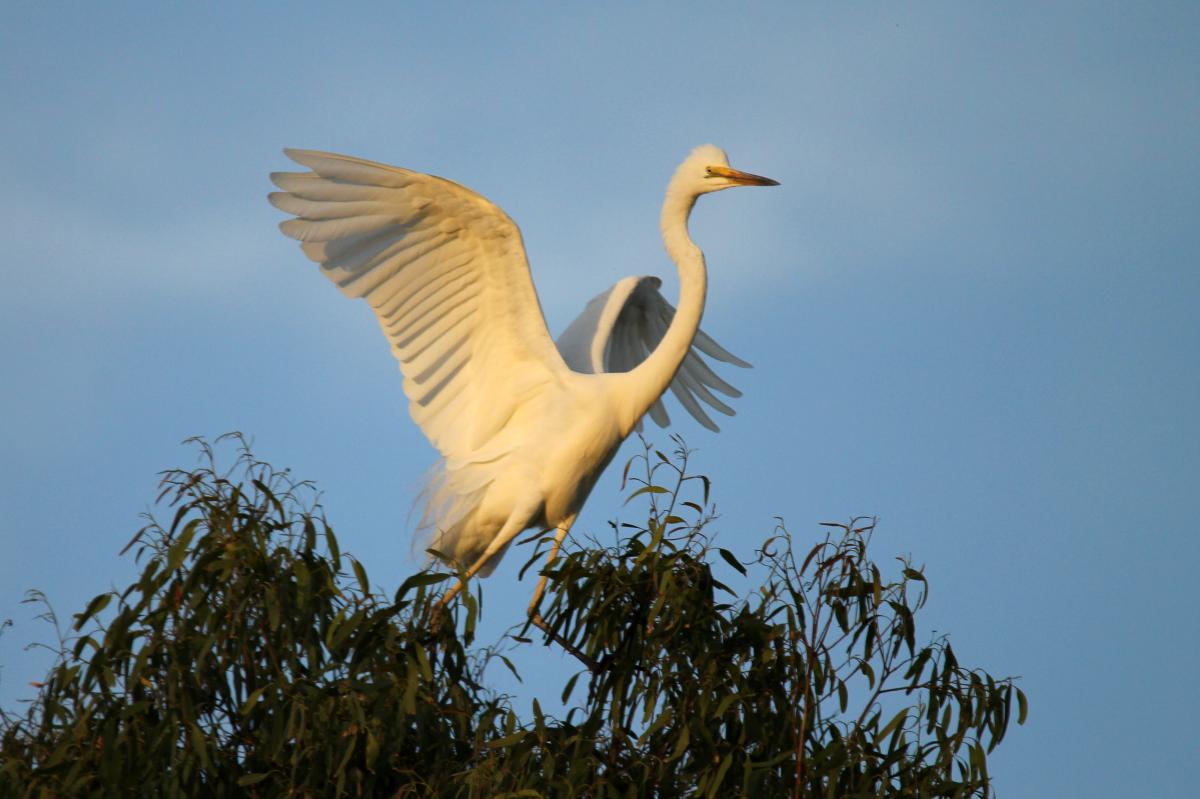 Great Egret (Ardea alba)