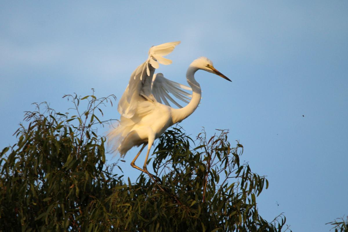 Great Egret (Ardea alba)