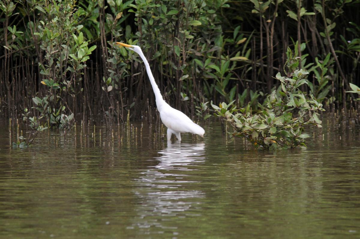 Great Egret (Ardea alba)