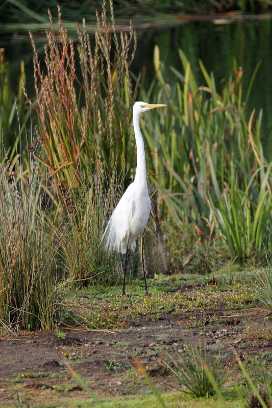 Great Egret (Ardea alba)