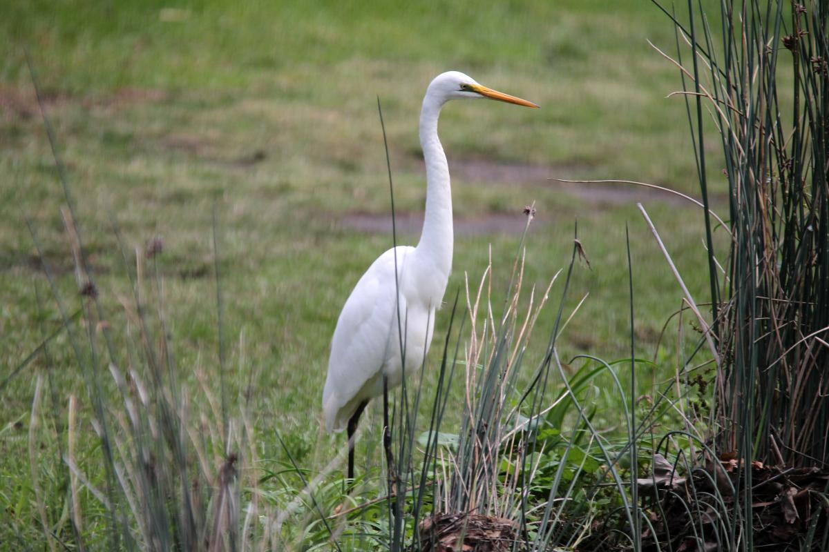 Great Egret (Ardea alba)