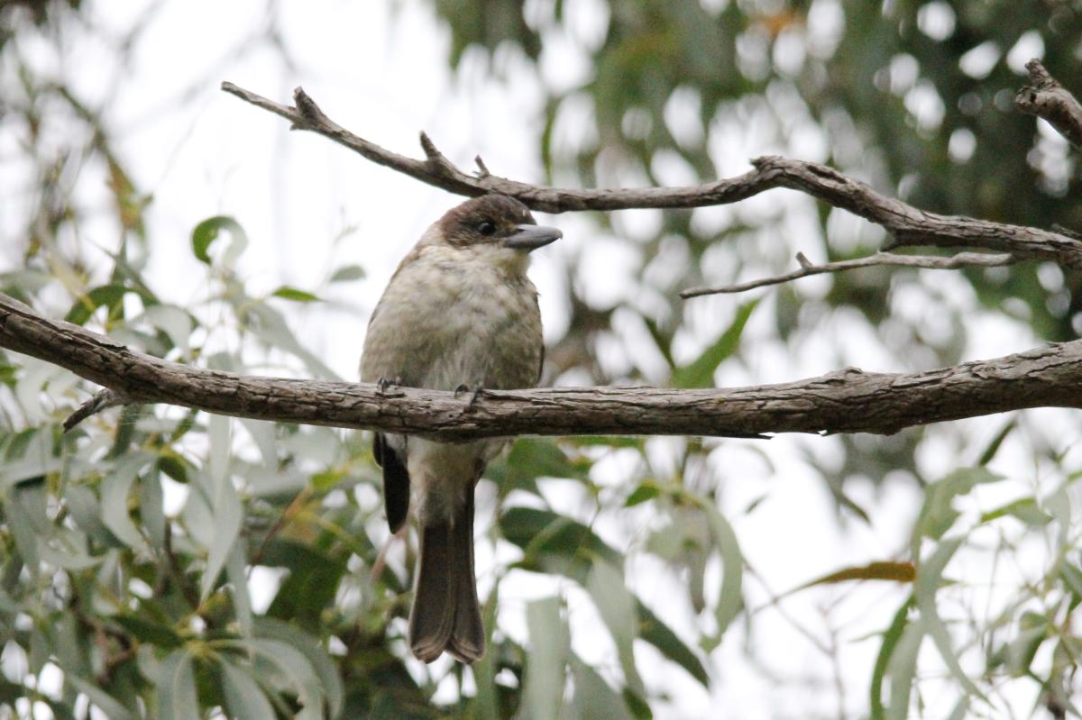 Grey Butcherbird (Cracticus torquatus)