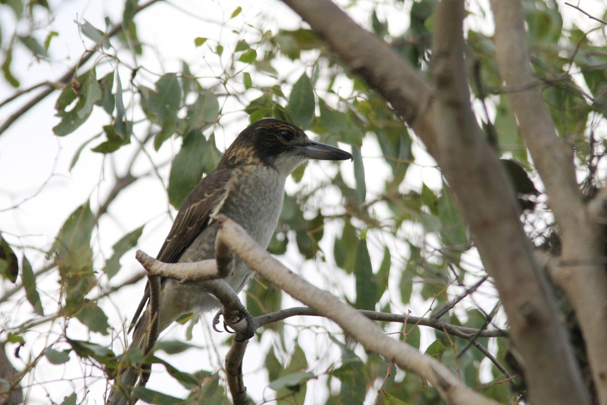 Grey Butcherbird (Cracticus torquatus)