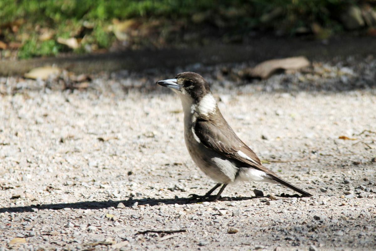 Grey Butcherbird (Cracticus torquatus)