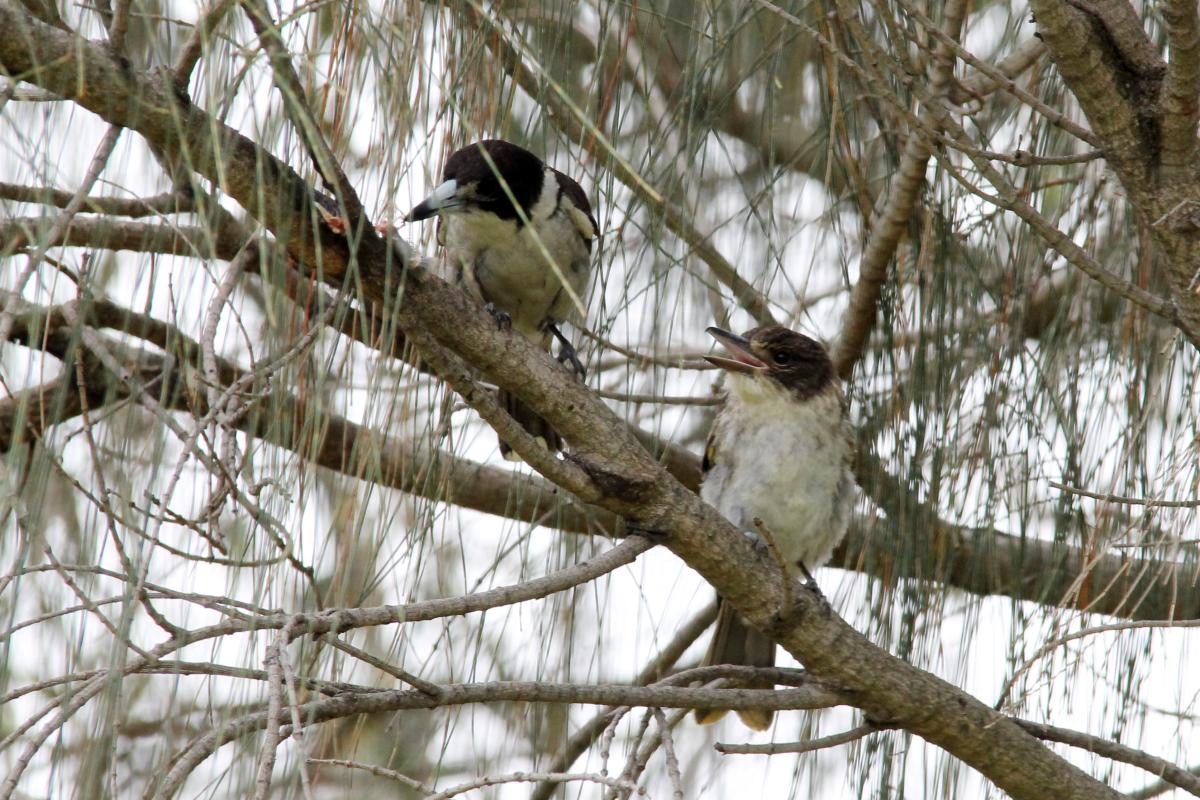 Grey Butcherbird (Cracticus torquatus)