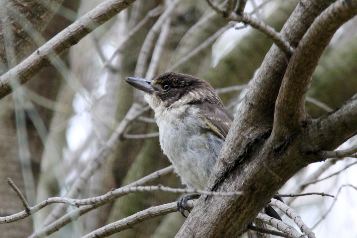 Grey Butcherbird (Cracticus torquatus)