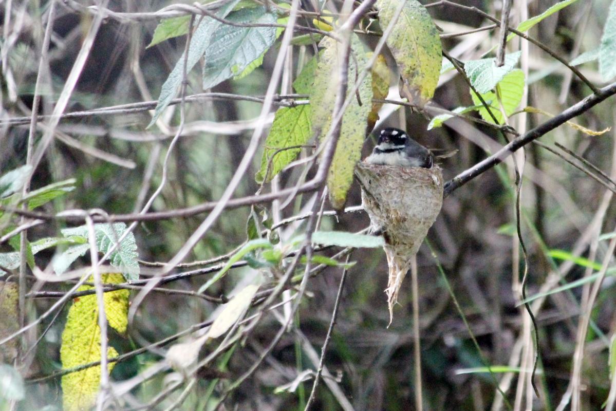 Grey Fantail (Rhipidura albiscapa)