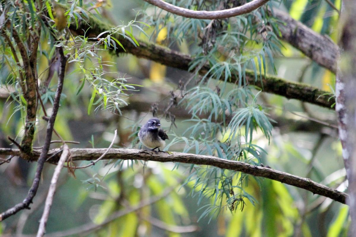 Grey Fantail (Rhipidura albiscapa)