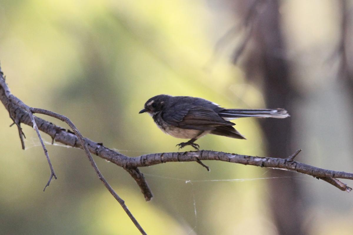 Grey Fantail (Rhipidura albiscapa)