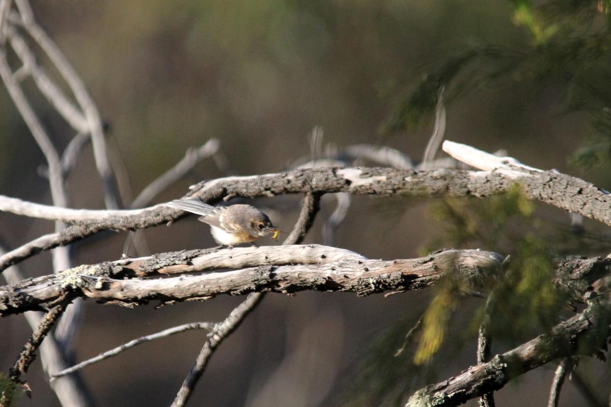 Grey Fantail (Rhipidura albiscapa)