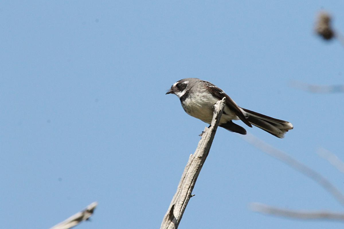 Grey Fantail (Rhipidura albiscapa)