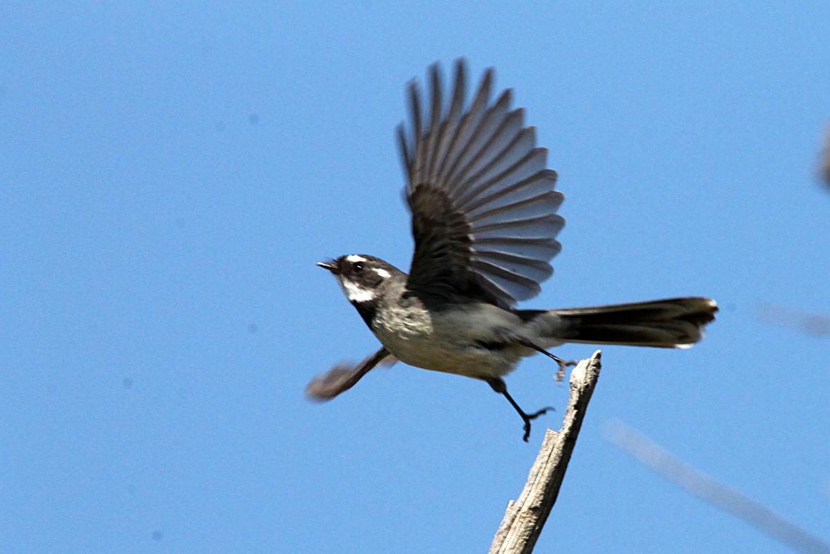 Grey Fantail (Rhipidura albiscapa)