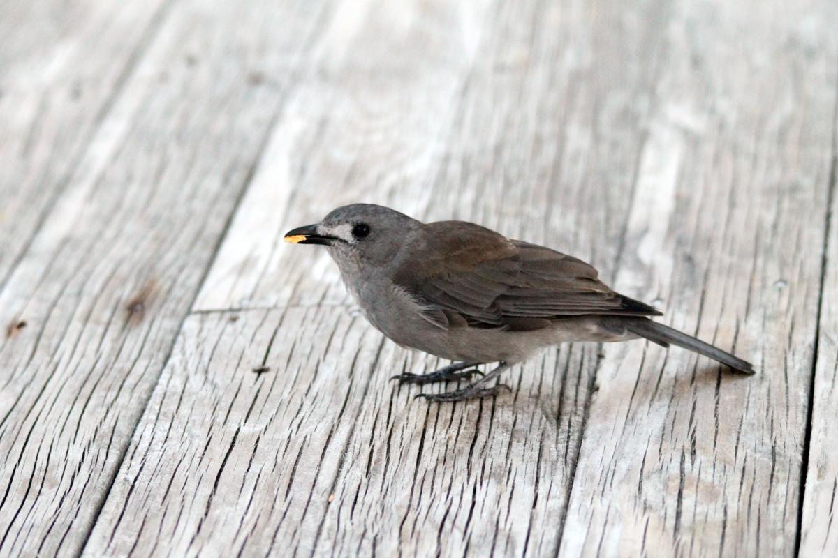 Grey Shrikethrush (Colluricincla harmonica)