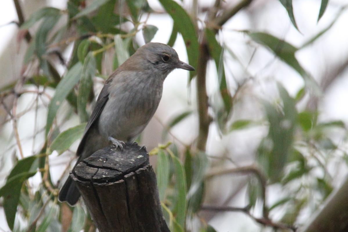 Grey Shrikethrush (Colluricincla harmonica)