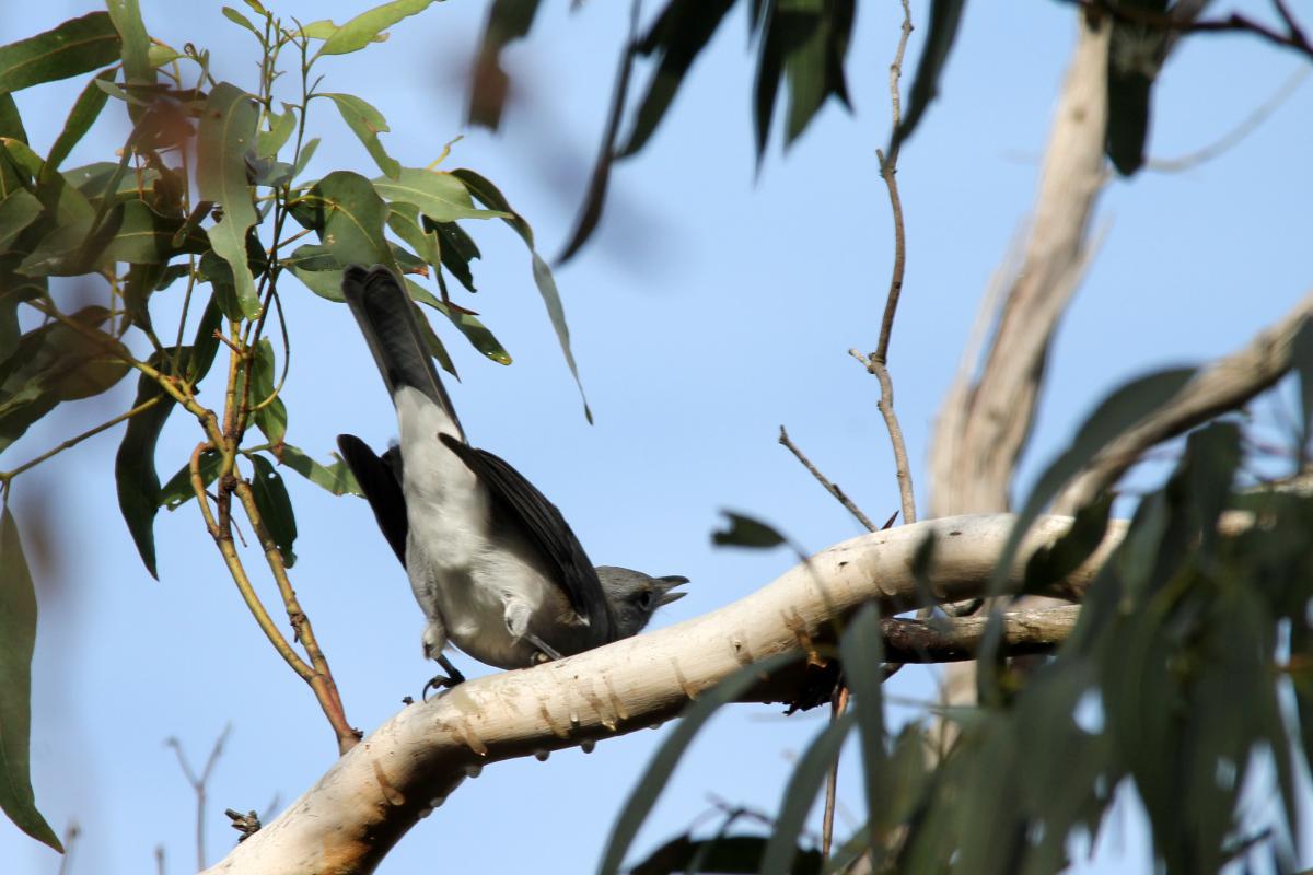 Grey Shrikethrush (Colluricincla harmonica)