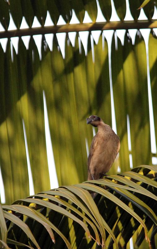 Helmeted Friarbird (Philemon buceroides)