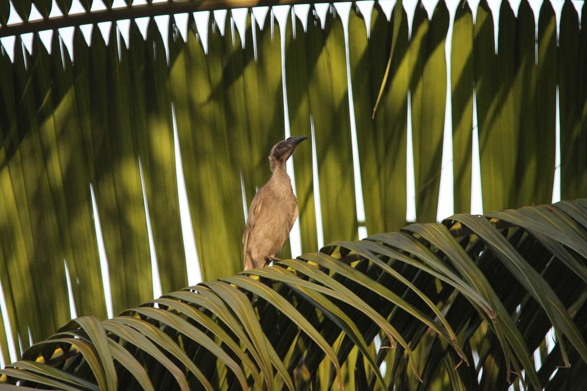 Helmeted Friarbird (Philemon buceroides)